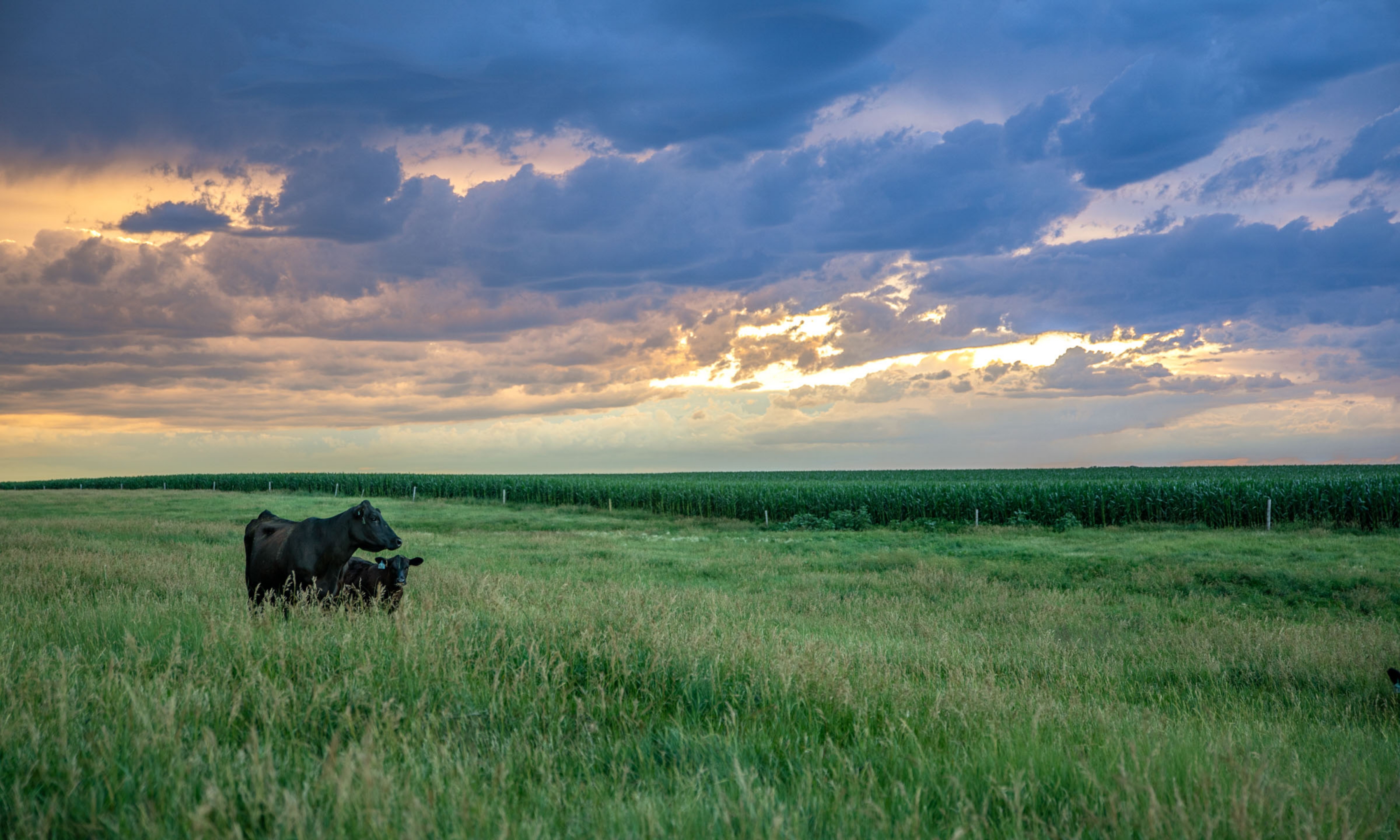bkgd-parallax-edu_esap2020-r7_3101.jpg two angus in field gazing at sunset